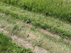 Potentilla bipinnatifida