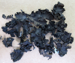 Umbilicaria polyphylla