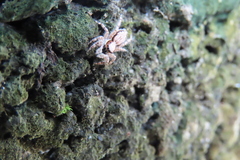 Salticidae