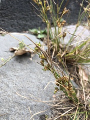 Juncus tenuis