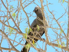Corythaixoides concolor pallidiceps