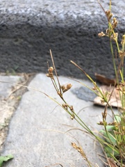Juncus tenuis