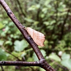 Drepana bilineata