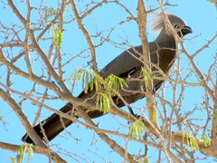 Corythaixoides concolor pallidiceps