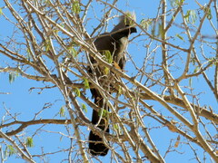 Corythaixoides concolor pallidiceps