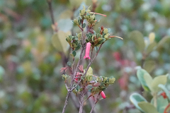 Rhododendron lindaueanum