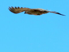 Corythaixoides concolor pallidiceps