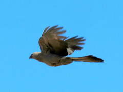 Corythaixoides concolor pallidiceps