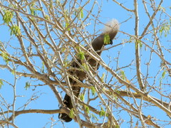 Corythaixoides concolor pallidiceps