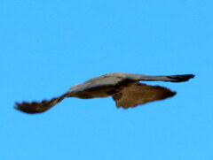 Corythaixoides concolor pallidiceps