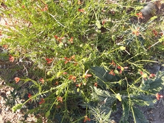 Jamesbrittenia atropurpurea