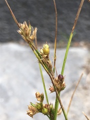 Juncus tenuis