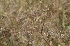 Gypsophila paniculata