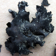 Umbilicaria polyphylla