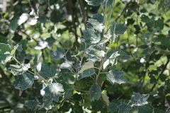 Populus alba