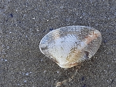 Ruditapes decussatus