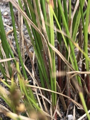 Juncus tenuis