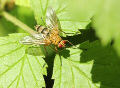 Dexiosoma caninum