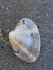 Ruditapes decussatus