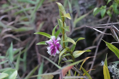 Dendrobium obtusum