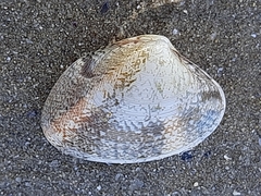 Ruditapes decussatus