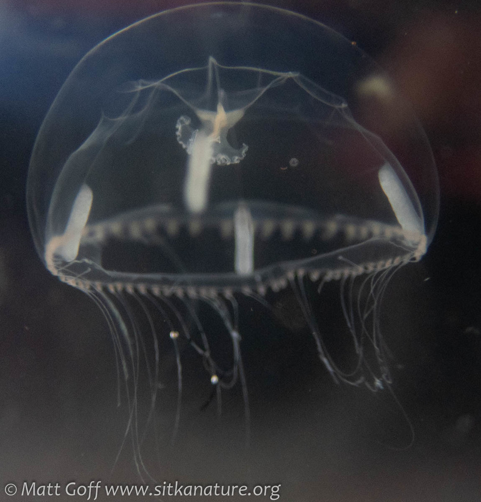 Gregarious Jelly
