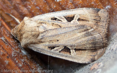 Pseudohermonassa flavotincta