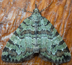 Hydriomena speciosata