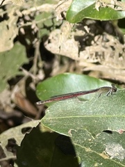 Oxyagrion