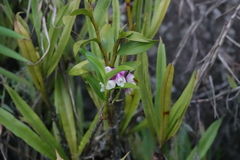 Dendrobium obtusum