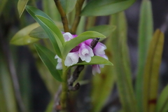 Dendrobium obtusum