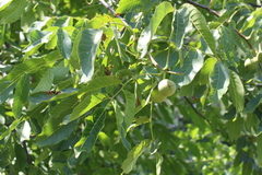Juglans regia