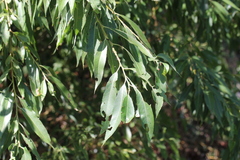Salix alba