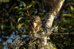 Glaucidium bolivianum
