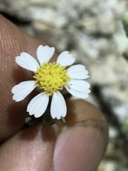 Perityle coronopifolia
