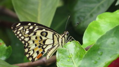Papilio demoleus malayanus