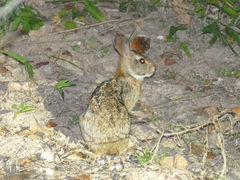 Sylvilagus brasiliensis