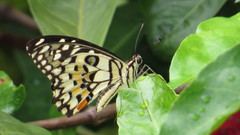 Papilio demoleus malayanus