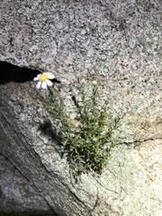 Perityle coronopifolia