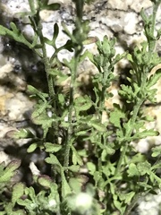 Perityle coronopifolia