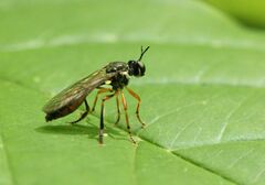 Dioctria hyalipennis