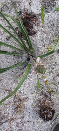 Trachyandra hirsutiflora