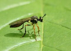 Dioctria hyalipennis