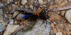 Leptodialepis bipartitus