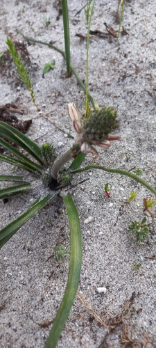 Trachyandra hirsutiflora