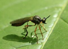 Dioctria hyalipennis