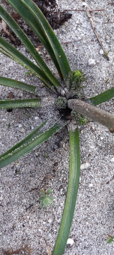 Trachyandra hirsutiflora