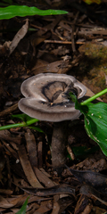Sanguinoderma rugosum
