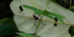 Neriene cavaleriei