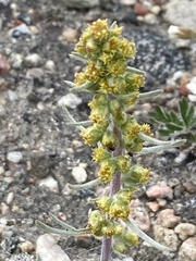 Artemisia borealis